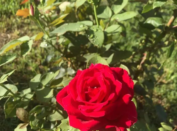 Casa Vio * Тимишоара