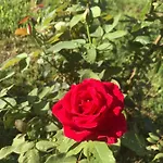 Casa Vio * 蒂米什瓦拉