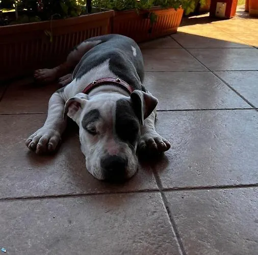 别墅 Casa Vio 蒂米什瓦拉